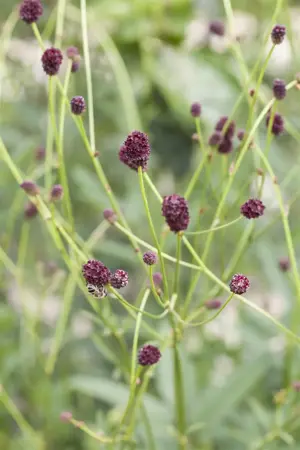 Sanguisorba officinalis - P9 - image 1