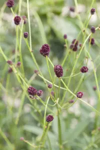 Sanguisorba officinalis