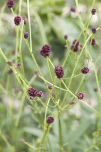 Sanguisorba officinalis - P11 - image 5