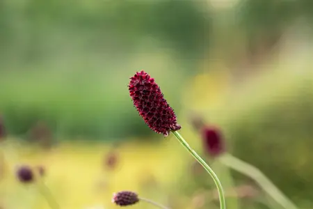 Sanguisorba officinalis - P9 - image 3