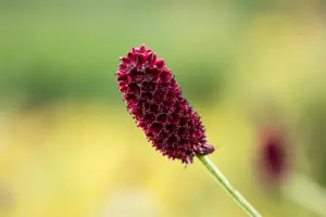 Sanguisorba officinalis - P9 - image 4