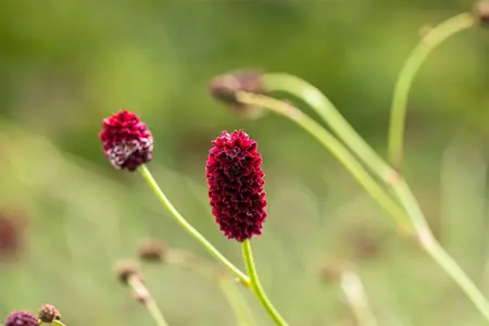 Sanguisorba officinalis - P11 - image 5