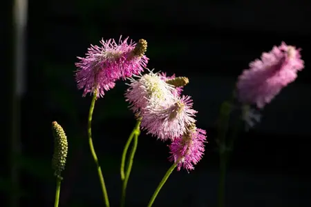 Sanguisorba 'Pink Brushes' - 2 Ltr pot
