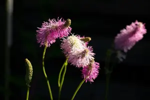 Sanguisorba 'Pink Brushes'