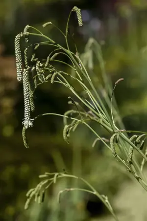 Sanguisorba tenuifolia alba - P9 - image 1