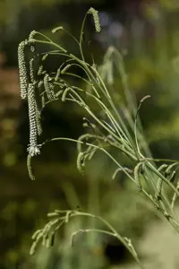 Sanguisorba tenuifolia alba - P9 - image 1