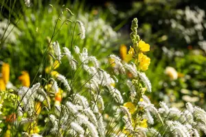 Sanguisorba tenuifolia alba - P9 - image 2
