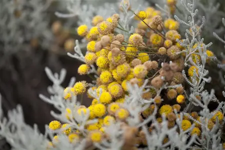 Santolina chamaecyparissus - 2 Ltr pot - image 2