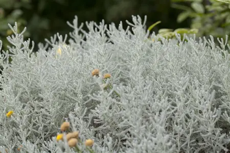Santolina chamaecyparissus - 2 Ltr pot - image 4