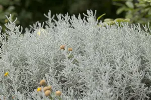Santolina chamaecyparissus - 10 Ltr pot - image 4