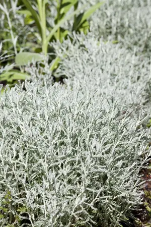 Santolina chamaecyparissus 'Lambrook Silver' - 2 Ltr pot - image 1
