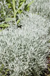 Santolina chamaecyparissus 'Lambrook Silver'