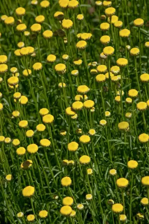 Santolina rosmarinifolia - P9 - image 3