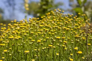 Santolina rosmarinifolia