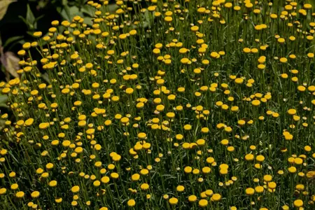 Santolina rosmarinifolia - P9 - image 2