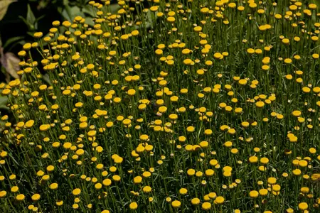 Santolina rosmarinifolia - 2 Ltr pot - image 2