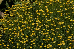 Santolina rosmarinifolia - P13 - image 2