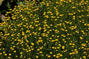 Santolina rosmarinifolia - PLUG/CELGROWN 100 CEL TRAY - image 2