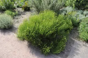 Santolina rosmarinifolia - PLUG/CELGROWN 100 CEL TRAY - image 4