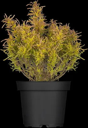 Santolina rosmarinifolia 'Lemon fizz' - PLUG/CELGROWN 100 CEL TRAY