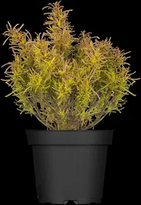 Santolina rosmarinifolia 'Lemon fizz'