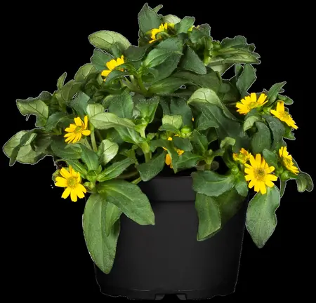 SANVITALIA 6*9cm