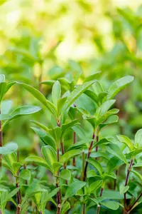 Saponaria ocymoides - P11 - image 3