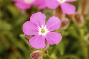 Saponaria ocymoides