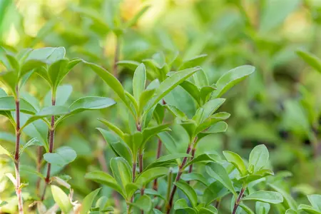 Saponaria ocymoides - P11 - image 2