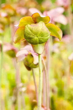 Sarracenia purpurea - P9 - image 2