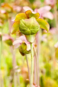 Sarracenia purpurea - P9 - image 2