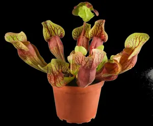 Sarracenia purpurea