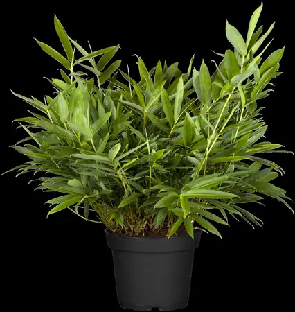 Sasa tsuboiana - 2 Ltr pot - image 2