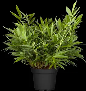 Sasa tsuboiana - 2 Ltr pot - image 2