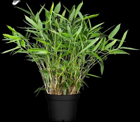 Sasa tsuboiana - 2 Ltr pot - image 1