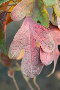 Sassafras albidum