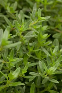 Satureja montana - P13 - image 2