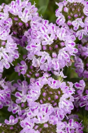 Satureja montana - P13 - image 5