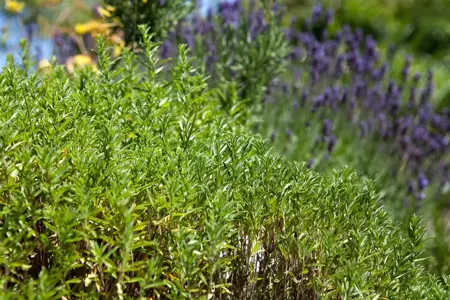 Satureja montana - P13 - image 1