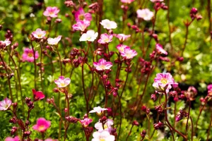 Saxifraga (A) 'Carpet Pink'