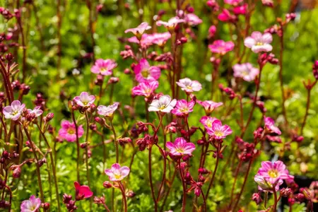 Saxifraga (A) 'Carpet Pink' - P9 - image 2