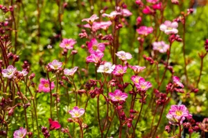 Saxifraga (A) 'Carpet Pink' - P9 - image 2