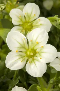 Saxifraga (A) 'Elf' - 1.5 Ltr pot - image 2