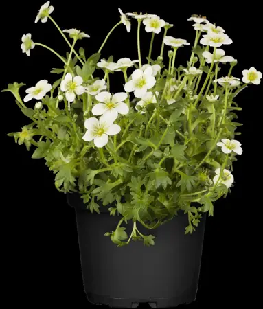 Saxifraga (A) 'Elf' - 1.5 Ltr pot - image 5