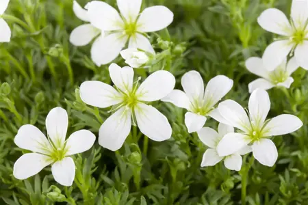Saxifraga (A) 'Elf' - 1.5 Ltr pot - image 4