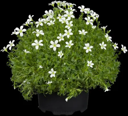 Saxifraga (A) 'Elf' - 1.5 Ltr pot - image 3