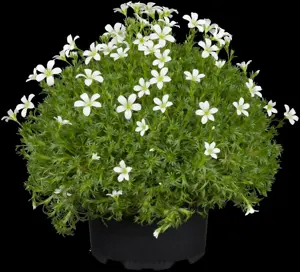 Saxifraga (A) 'Elf' - 1.5 Ltr pot - image 3