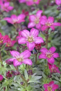 Saxifraga (A) 'Peter Pan' - P7 - image 2