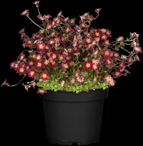 Saxifraga (A) 'Peter Pan' - P9 - image 3