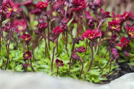 Saxifraga (A) 'Peter Pan' - P9 - image 4